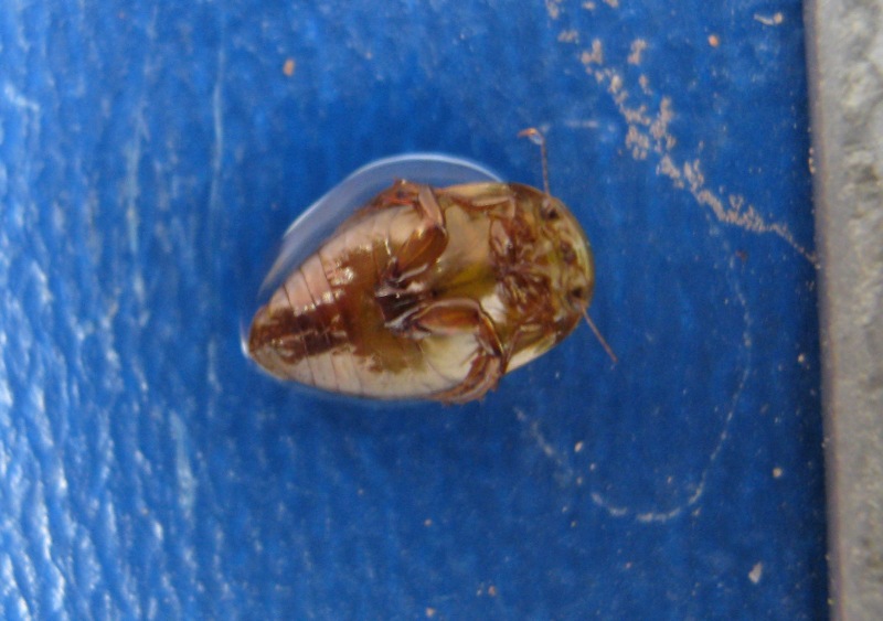 Laccophilus sp. (Dytiscidae) e Peltodytes rotundatus